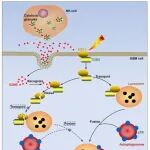 Autophagy | 南京医科大学研究团队合作发现NK细胞抑制胶质母细胞瘤的放射耐药的新机制