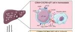 Hepatology | 中山大学高伊昉等发现CXCR6在γδ T细胞中定义了一种独特的驻留状态，以保护肝硬化