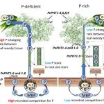 Adv Sci | 浙农林宋新章团队：毛竹跨器官内稳态机制驱动竹林高生产力