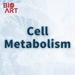 Cell Metab | 特异性清除衰老内皮细胞可缓解肥胖小鼠的代谢失调