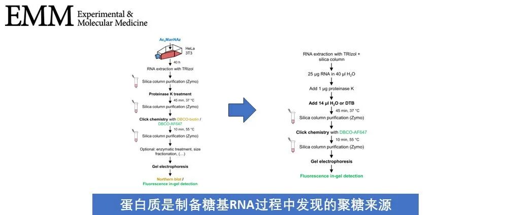 Exp Mol Med | 蛋白质是制备糖基 RNA 过程中发现的聚糖来源