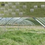 田大栓、牛书丽等在Nature Communications发文揭示：基于草原地下生产力新的资源限制模式