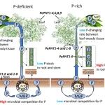 Advanced Science | 浙农林宋新章团队揭示毛竹林高生产力的跨器官内稳态机制