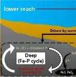 Journal of Hydrology | 从野外观测到室内模拟的证据：升温促进河口沉积物锰-磷再迁移