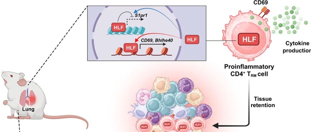 Science | 认知被改写：不再到处巡逻，HLF将T细胞“锁”在肺部并引发炎症