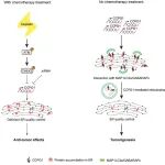 Autophagy | 武汉大学崔逸仙团队发现CCPG1介导的网状吞噬促进膀胱癌的肿瘤发生和顺铂耐药