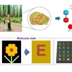 南林蔡旭敏/王石发、港中深唐本忠、浙大张鉴予 Chem. Sci.：从天然电子受体到极性/多晶型响应的BioAIE智能防伪材料