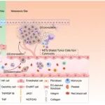 Hepatology | 北京协和医学院赵海涛等合作揭示肝内胆管癌肝转移的时空格局