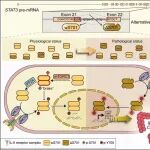 Sci Transl Med | 华中师范大学仝晶晶团队破解炎症与癌症新机制： STAT3 一个氨基酸的缺失，竟成肠癌“加速器”