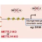 Nucleic Acids Res | 广州健康院潘光锦与合作者揭示METTL3和METTL14调控人神经细胞发生的关键作用