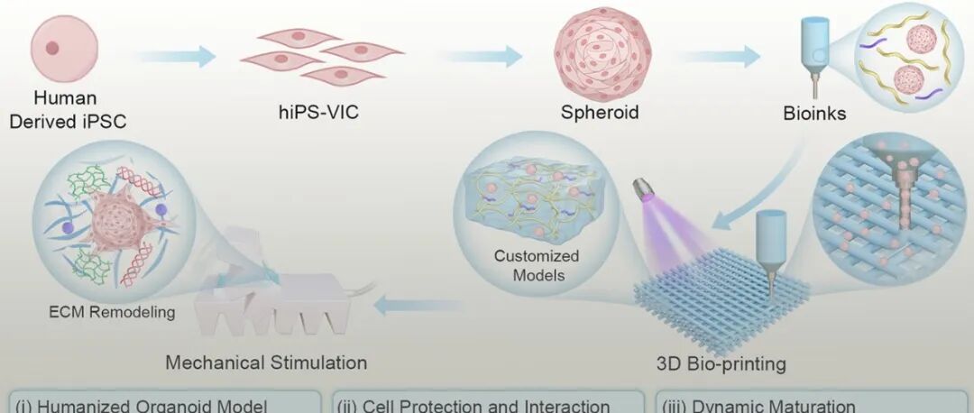 华科大罗志强教授团队 AFM：基于细胞球生物打印及机械刺激的人源心脏瓣膜类器官构建