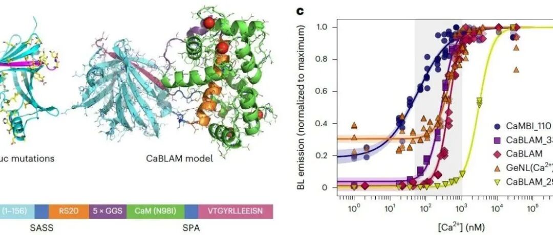 Nat. Methods | CaBLAM：一种高对比度生物发光Ca2+指示剂