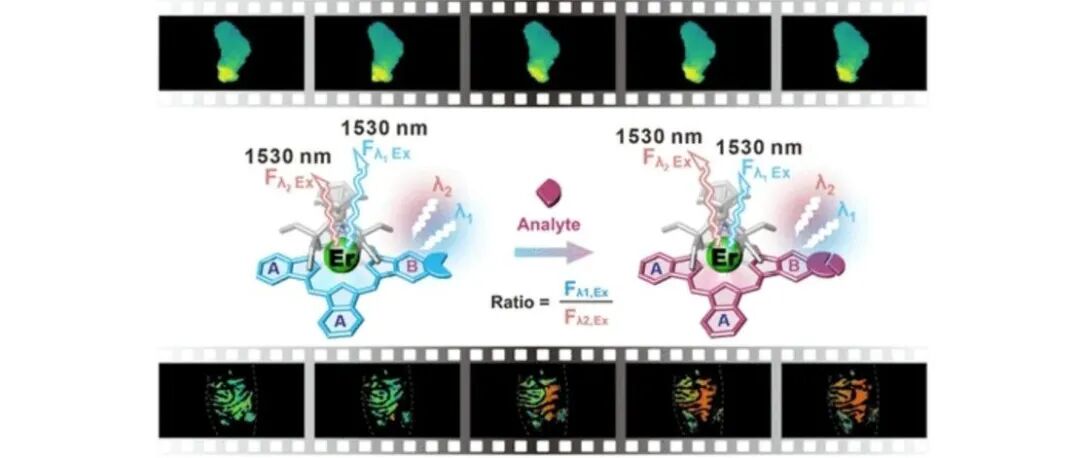 文献分享 |JACS: 电子对称调控铒（III）-酞菁配合物实现1500 nm以上高分辨活体生物传感