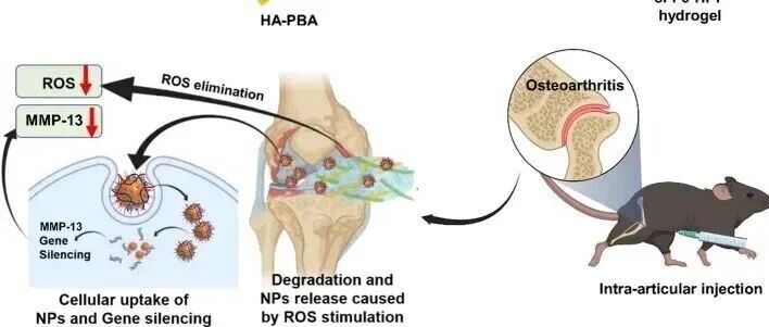 《Journal of Nanobiotechnology》: HA-PBA水凝胶包载纳米载体用于改善骨关节炎