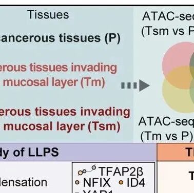 四川大学合作最新Cell