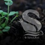 Mol plant | 中国农大郭岩团队发表植物盐耐受的分子机理综述