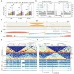 Adv Sci | 浙江大学棉花育种团队解析结构变异、三维基因组结构与DNA/RNA甲基化在棉花纤维驯化中的协同调控关系