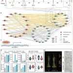 华中农业大学博士后一作在一区Top期刊发文揭示大麦籽粒酚酸代谢的遗传机制