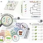 Ecology Letters | 植物所生物多样性与生态安全研究团队揭示叶片内生真菌分子功能多样性调控亚热带森林幼苗存活的机制