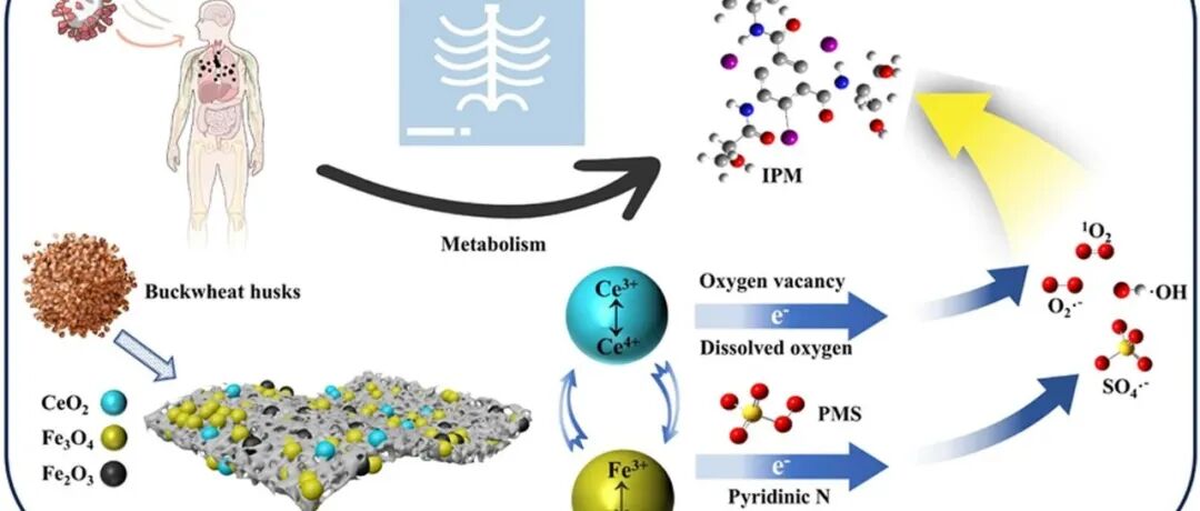 文献速递|西安理工大学ER:Fe/Ce-N共掺杂荞麦壳生物炭用于活化PMS降解碘帕米醇：N介导的协同催化机制与毒性预测