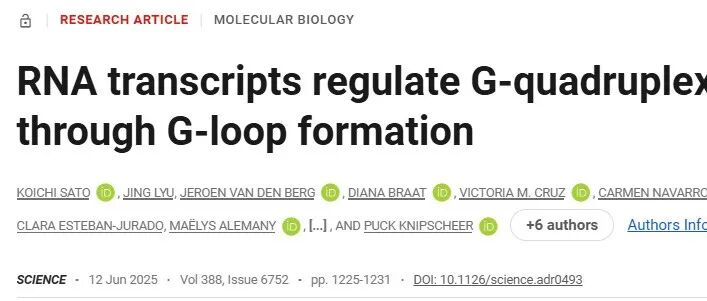 文献速递 | RNA 转录本通过形成 G-loop 结构调控 G-四链体景观