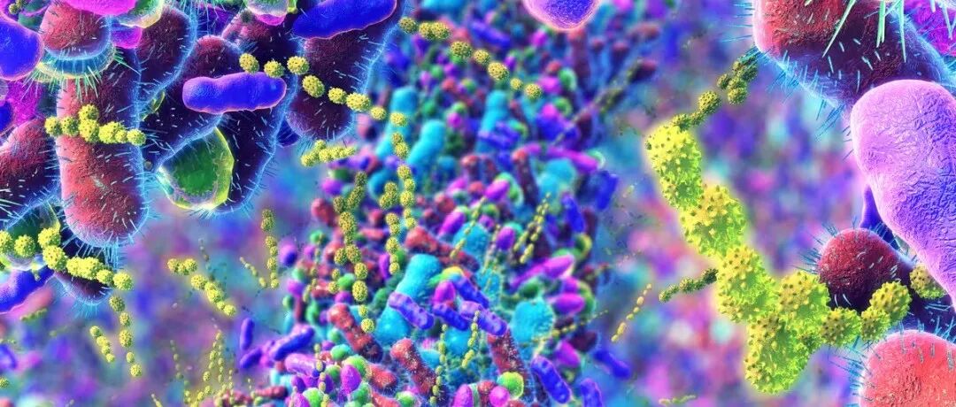 CAS Insights | 利用肠道微生物组疗法改善动物健康
