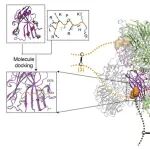 J Clin Invest | 中国科学院生物物理研究所卜鹏程与合作者研究揭示调控PRMT5-MEP50异八聚体组装的重要机制