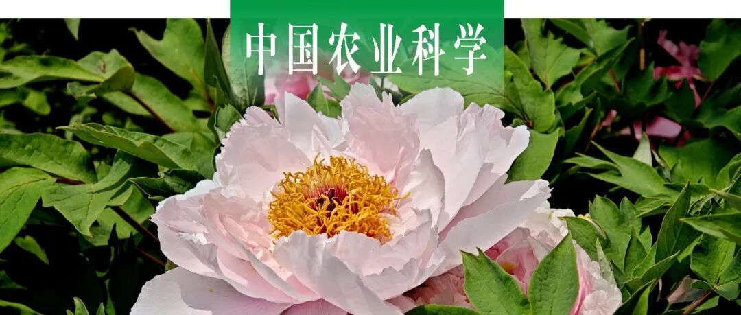 中国农业科学 | 专题：芍药属杂交育种与种质创新