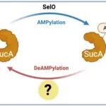 PNAS | 核糖核酸酶RNase Z是进化上保守的去AMP化酶