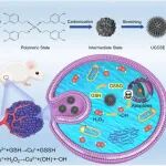 ACS Nano：调整铜单原子纳米酶的针状长度以增强细胞摄取和化学动力治疗