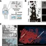浙江大学陈晓等合作最新Science子刊