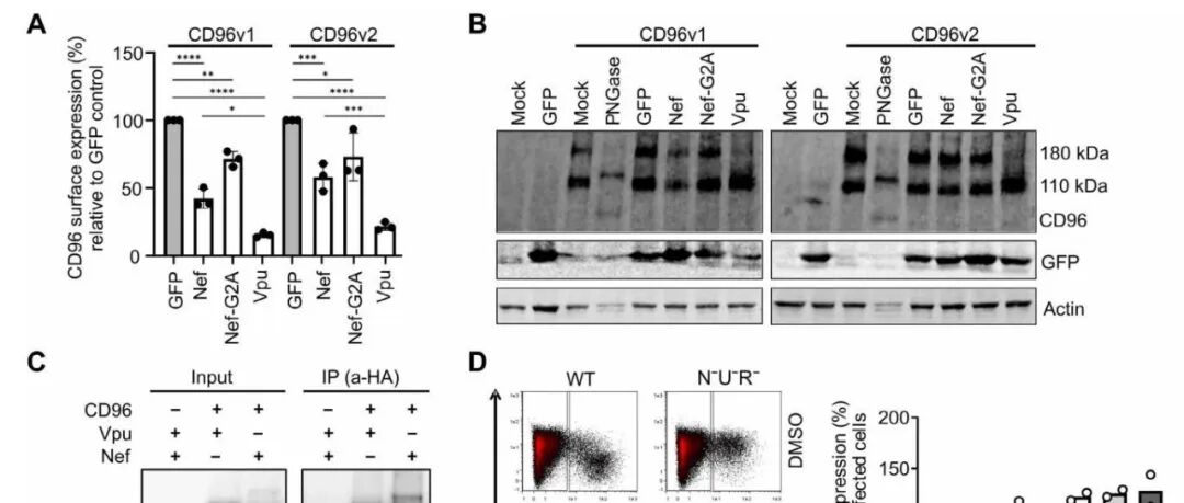 Sci Adv | HIV-1通过操纵CD4+ T细胞上的CD96受体来逃避抗病毒免疫