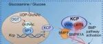 山东大学杨云帆团队最新Cell子刊