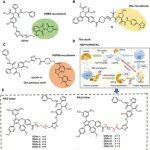 Adv Sci | 杭州医学研究所覃江江等团队基于HSP70互作组的蛋白水解靶向嵌合体用于铁死亡依赖性癌症治疗