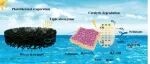 蒸发材料1216丨河南师范大学JEM论文：硅藻土 / 聚苯胺 - 氯氧化铋功能化分级复合膜用于光热界面水蒸发与废水净化