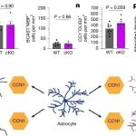 为什么我们长大后学新东西变慢了？Nature解密：星形胶质细胞CCN1稳定视觉记忆机制