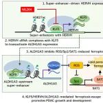 上海交通大学王博石/景甜甜等合作最新Science子刊