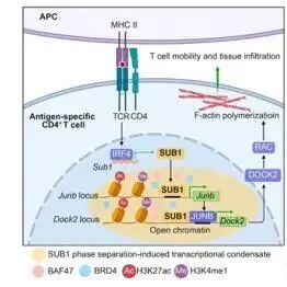 Immunity｜上海交通大学王锋团队揭示TCR-SUB1-DOCK2轴调控致病性CD4⁺T细胞组织浸润诱发自身免疫疾病的新机制