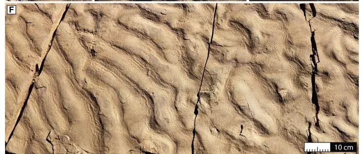 Geology：深海岩石发现“化能合成”微生物群落