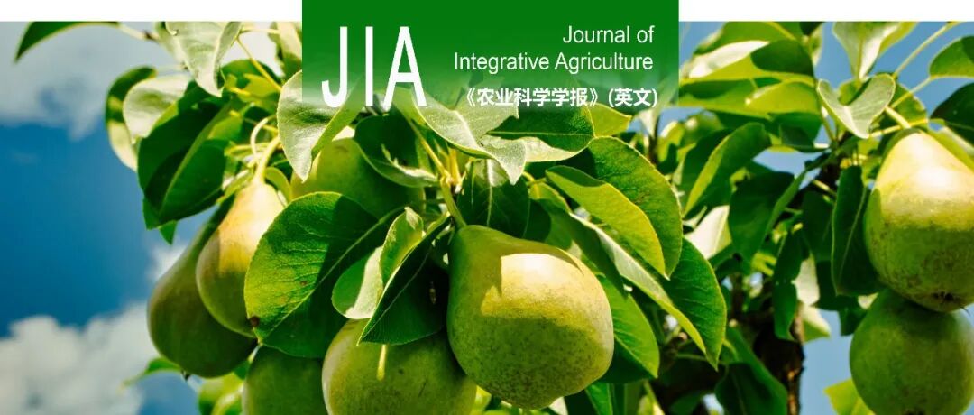 JIA | 浙江大学滕元文/倪隽蓓课题组揭示梨果实花青苷合成调控关键R2R3-MYB转录因子间的作用关系