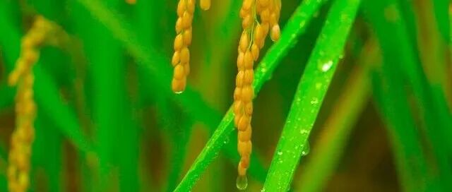重磅！西南大学青年研究员唯一作者发Science，解锁作物病害防控新方案！