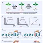 Mol Plant | 中国农业大学郭岩团队综述植物耐盐机制：从信号感知到智能育种