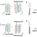 吉林大学徐雁教授/法国科学院 Yoshiharu Nishiyama教授《ACS Nano》：首次实现纤维素纳米晶右旋光子薄膜
