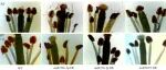 Plant Stress | 安徽农业大学揭示大豆花药响应高温胁迫的分子基础