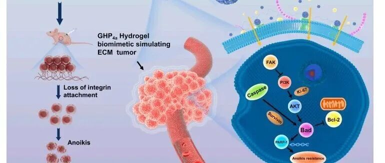GHP₄ₐ仿生水凝胶：破解结直肠癌失巢凋亡抵抗的3D新平台