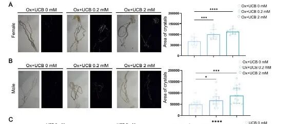 Gut Microbes | 广州医科大学第二附属医院吴文起等揭示肠道菌群调控的非结合胆红素代谢影响肾结石形成
