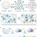 Adv Mater |  陈涛等团队研究利用超分子耦合效应设计高透明、导电离子凝胶用于水下传感和交互机器人