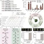 Plant Commun | 海南大学/崖州湾国家实验室罗杰教授团队报道基于烟草底盘快速优化实现水稻胚乳的玫瑰萜类生物强化