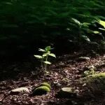 东北地理所在揭示黑土区土壤有机质空间异质性演变规律方面取得新进展