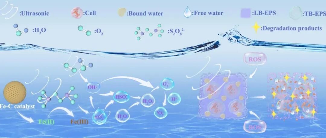 文献速递|哈尔滨工业大学BT:超声增强Fe-C/PDS体系用于污泥脱水与碳源释放：氧化与裂解过程的协同作用